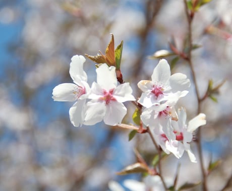 春の写真販売します 桜や梅の花、集めていらっしゃる方にぜひおすすめです！ イメージ1