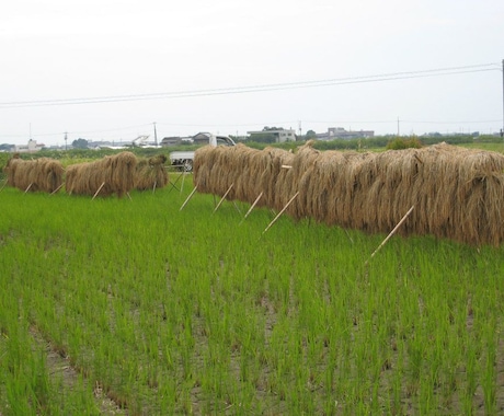 無農薬の米作してみませんか　できない方も必見です イメージ1