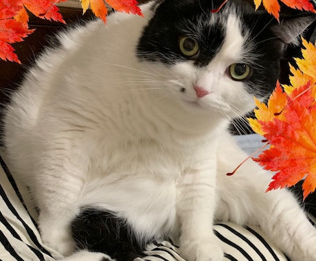 Be Happy ❣️霊感タロット占いします ❣️恋愛　相手の気持ち　お仕事　未来、人間関係  、金運など イメージ1