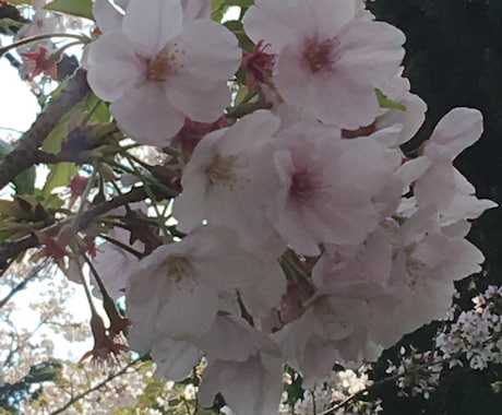 介護、恋愛、お悩み聞きます 心理カウンセラーの資格を持った占い師です悩みに、寄り添います イメージ1