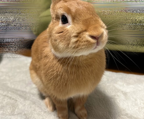 うさぎさんの可愛い写真提供します イメージ1