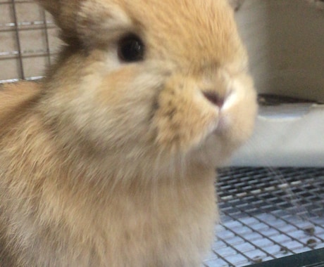 不正咬合うさぎのお悩みのご相談相手になります うさぎの飼育で困っている飼い主様の悩みに寄り添います イメージ2