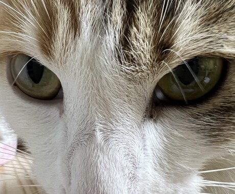 可愛い猫の写真を提供します 5匹のミックスの猫ちゃん達の写真です。 イメージ2