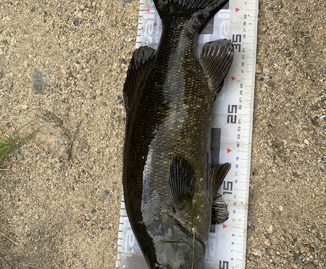 一庫ダムのポイント教えます スモールマウスバスが釣れるポイント教えます！ イメージ1