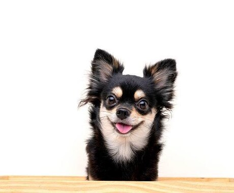 犬、猫ブリーダーコンサルタント致します 犬、猫ブリーダーのコンサルタント、繁殖、販売 イメージ1
