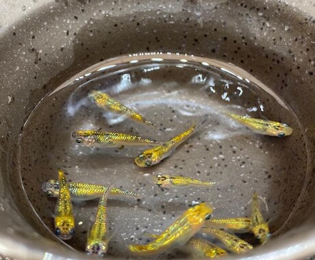 ペットショップ店員がメダカの飼育お答えします 飼育の相談お気軽に！病気の相談も可 イメージ2
