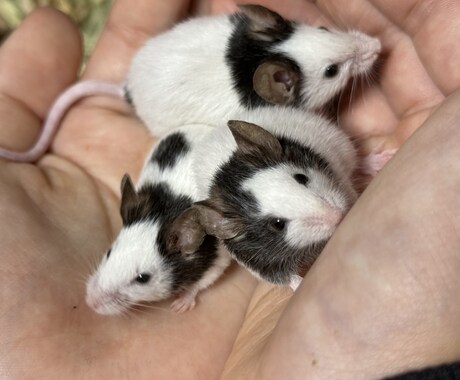 ペットのお悩み一緒に解決します 飼育環境、飼育方法、しつけ、何でも伺います イメージ2