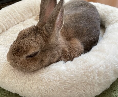 うさぎの飼い方について相談乗ります 元うさぎ専門店スタッフによるオンラインアドバイス イメージ2