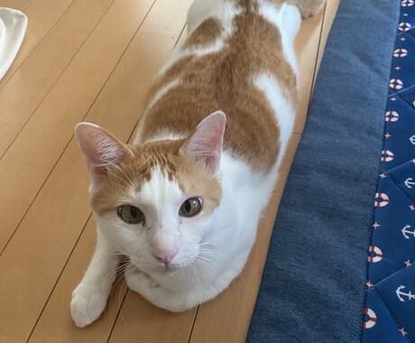 お友達感覚でお話ししませんか、心の支えになります HSP、うつ病、強迫性障害持ちの歯科衛生士 イメージ1