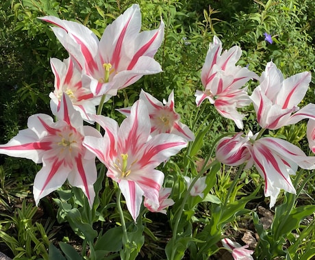 難関有名私学小学校幼稚園願書添削いたします 志望校合格を掴み取りましょう！ イメージ1