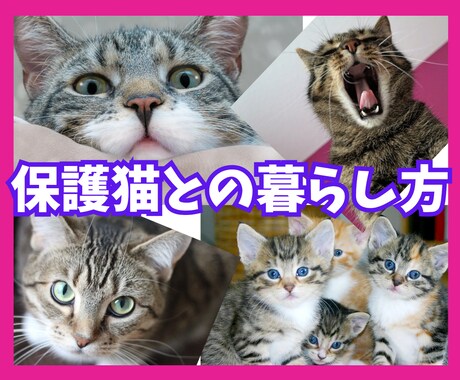保護猫についてボランティア歴7年の私が教えます 保護猫を飼いたい✨ボランティアをしたい✨疑問にお答えします！ イメージ1