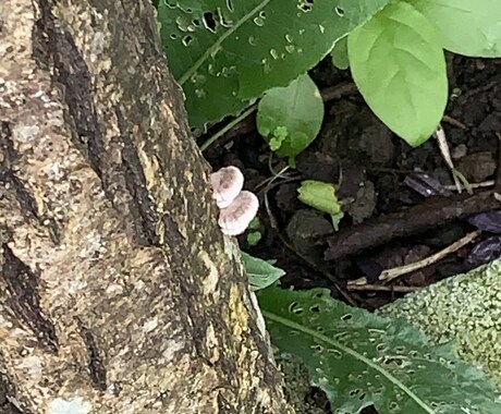 身近な写真を提供します お花や、動物、自然の写真を投稿したいと思います。 イメージ2