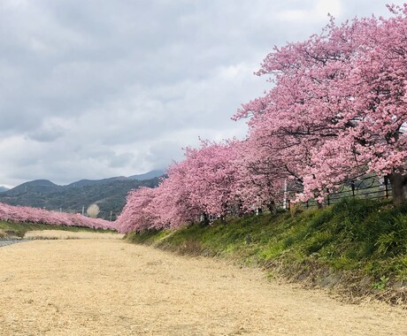 お花の写真メインで提供します お花、風景をメインに写真提供します。 イメージ2