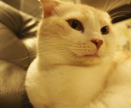動物看護師がお悩みお答えします 人と動物ちゃんが幸せに暮らせる世界 イメージ1