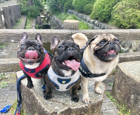 ブヒを飼いたい方飼っている方へお応え致します ブヒ族集まれ！ブヒを共有しよう！ イメージ1