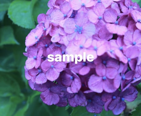 梅雨の時期におすすめ！紫陽花の写真素材を提供します 紫陽花の写真素材・1セット5枚入り イメージ2