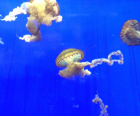 中⇄日翻訳します 現地語のニュアンスに沿った自然な翻訳をします。 イメージ1