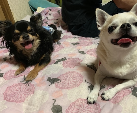 犬猫の相談何でも受けます 話す事でお互いもっと犬猫を好きになれれば良いなと思います！ イメージ2
