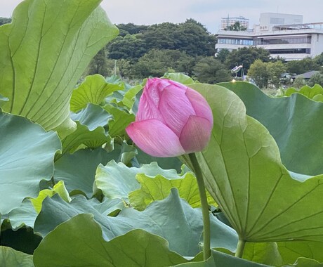 お話聞きます励ましますます ちょっと疲れちゃってる人寂しい人精一杯励まします イメージ1