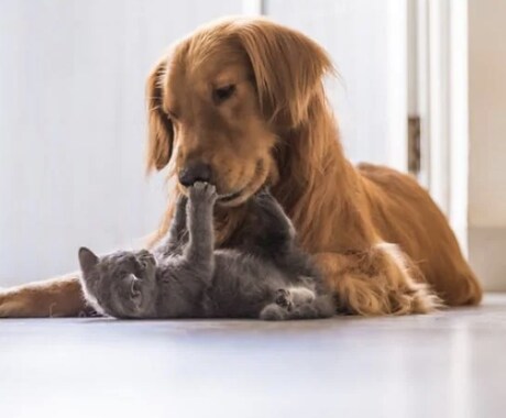 最愛のペットの考えていることを霊感霊視します 【霊感霊視】大切な家族の一員ペットのお悩み イメージ1