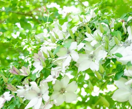 傾聴じゃ物足りない！心の渇きを✨光✨で満たします 本物の安心感に包まれたいあなたへ──シスターがお手伝いします イメージ2