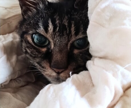 うつ病、元美容師が、心や美容室での悩みを聞きます うつ病持ち元美容師。こころの悩み、美容室での疑問など是非！ イメージ2
