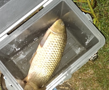 川魚料理のコツ教えます 実は高価な川魚を自宅で食べてみませんか イメージ1