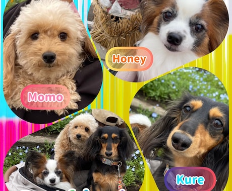 愛犬、愛猫の写真や動画を可愛く編集します 最高の思い出の一枚を残すために イメージ1