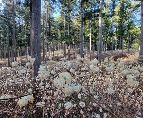 ミツマタの、写真を提供します みつまたの花の写真集です。春のみ咲く貴重なお花。 イメージ2