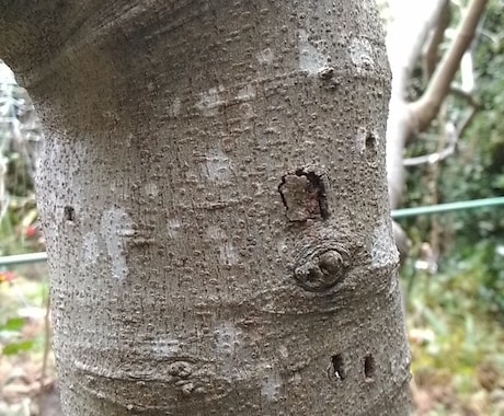 いちじくの木の害虫防止が出来ます 薬不要で環境に優しい。写真の穴は10年以上前にできたもの イメージ1