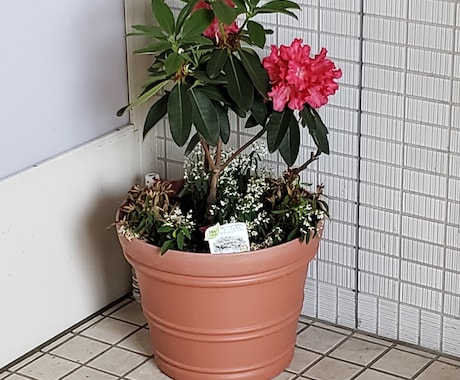 植物、緑で安らげる空間作りのご相談致します 1級技能士の資格を持つガーデンアドバイザーがご相談致します。 イメージ1
