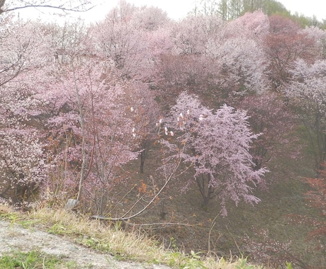 今日の美瑛＆富良野を撮ります 美瑛＆富良野が好きだけど、なかなか来られないあなたの代わりに イメージ2