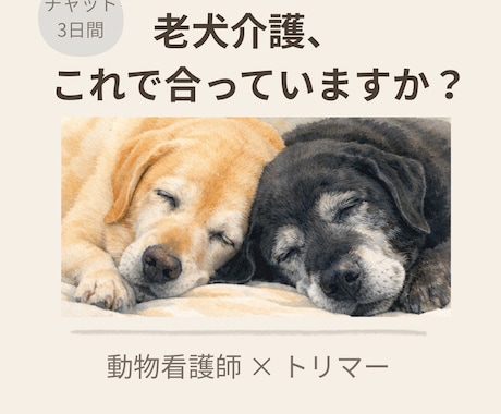老犬との介護や暮らしを整える相談サポートします 老犬介護の不安を整理します｜チャット相談 イメージ1