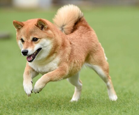 大切なペットちゃんの心の奥、気持ちを霊視鑑定します ペットの気持ち/ペットを亡くした/ペットロス/ペットは家族 イメージ2