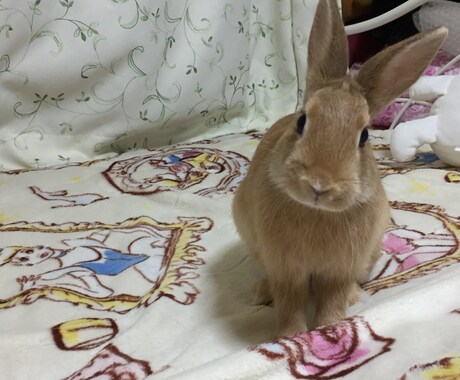 うさぎを飼いたい方にオススメ！飼い方教えます うさぎを飼おうか迷っている方に飼い方教えます！ イメージ2