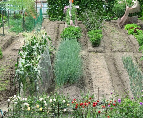 家庭菜園（野菜）の栽培に関するお悩みにお答えします 家庭菜園で楽しむために！元栽培指導員が教える栽培お悩み相談 イメージ2