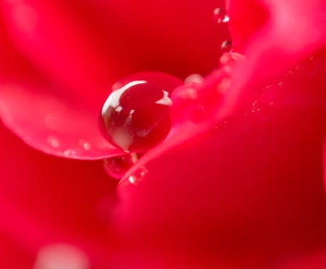 素材で使える接写（マクロ）写真を提供します 繊細な水滴や草花などの接写（マクロ）写真が必要な方へ！ イメージ2