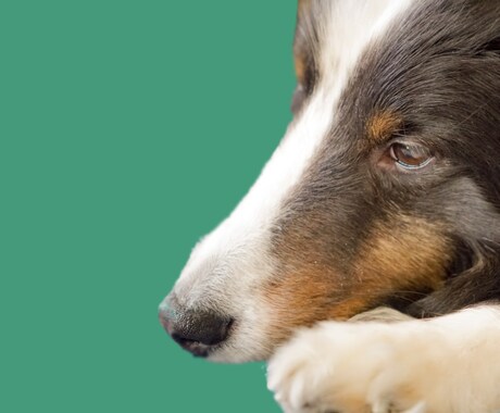 犬と猫の腎臓や泌尿器の相談を受けたわまります 腎臓と泌尿器を専門にした獣医師が相談に応じます。 イメージ1