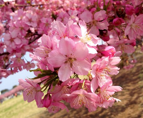 お花の写真メインで提供します イメージ1