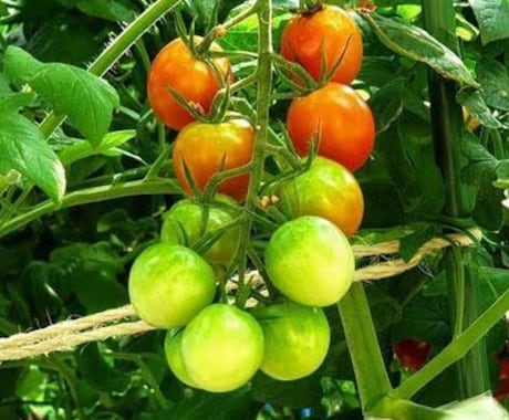 家庭菜園あらゆる野菜果物作りをアドバイス致します 家庭菜園から本格的な農業まですべての作物にお答え致します。 イメージ1