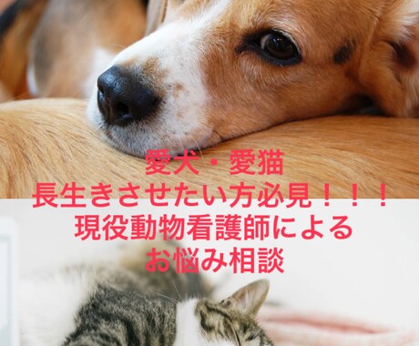 ペット（犬・猫）の健康のお悩み解決します 愛犬、愛猫の病気や健康について現役動物看護師が解決！！ イメージ1