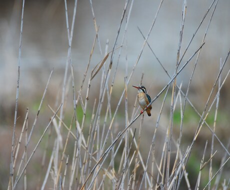 分からない野鳥教えます 〜初心者から最短で野鳥博士になりませんか？〜 イメージ2