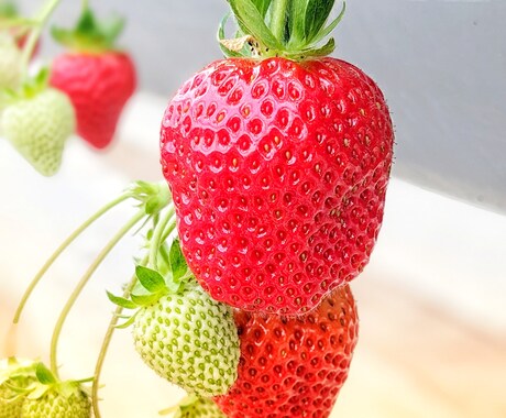 イチゴの作り方教えます イチゴを生産しています。ぜひ聞いてみて下さい。 イメージ2