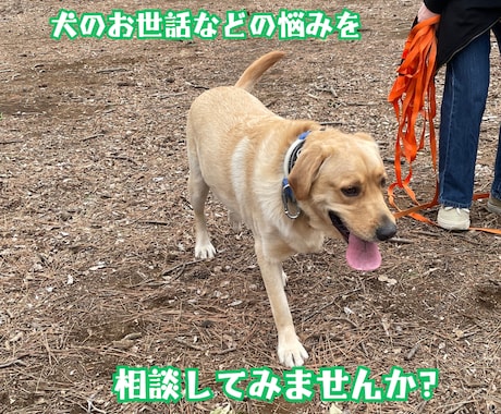 犬のお世話などの悩みをドッグトレーナーが聞きます 犬のお世話などの悩みを相談してみませんか？ イメージ1
