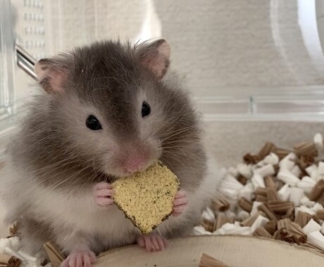 ハムスター飼育についてのアドバイスします 些細な疑問やうちの子自慢でも！気軽にお話ししてください♡ イメージ1