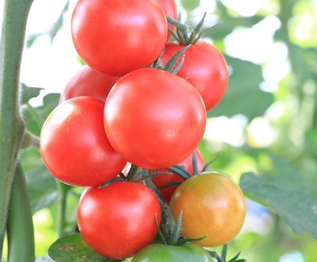 トマトの育て方のご相談受けさせてもらいます どうやって育てたらいいのか、美味しいトマトを作るコツ教えます イメージ1