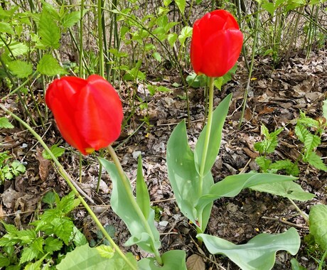 ハートの想いを自然界の魔法に乗せて現実化！叶えます 1か月講座（チャットサポート付）／ハートの魔法セッション♡ イメージ1