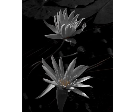 写真の素材を提供します 誰かに届いてほしい、感じてほしい。そんな写真撮ります。 イメージ2