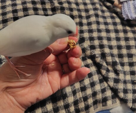鳥さんとの暮らしのアドバイスします 鳥さんの小さな悩みにお答えします✨ イメージ2