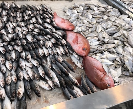 得意分野(生物・料理等)多いです！全力で書きます 特に生き物や自然環境のこと、料理の事など、お任せを イメージ2
